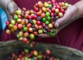 DC - Fairtrade1